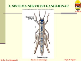L U C E M A S P I C I O
Depto. P. Vegetal
CURLA
M. Sc. J. A. Banegas Z. Sección de Entomología
6. SISTEMA NERVIOSO GANGLIONAR
 