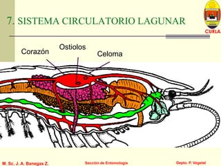 L U C E M A S P I C I O
Depto. P. Vegetal
CURLA
M. Sc. J. A. Banegas Z. Sección de Entomología
7. SISTEMA CIRCULATORIO LAGUNAR
Corazón Celoma
Ostiolos
 