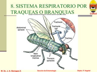 L U C E M A S P I C I O
Depto. P. Vegetal
CURLA
M. Sc. J. A. Banegas Z. Sección de Entomología
8. SISTEMA RESPIRATORIO POR
TRAQUEAS O BRANQUIAS
 