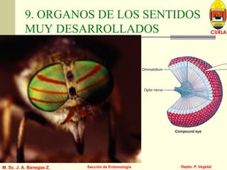 L U C E M A S P I C I O
Depto. P. Vegetal
CURLA
M. Sc. J. A. Banegas Z. Sección de Entomología
9. ORGANOS DE LOS SENTIDOS
MUY DESARROLLADOS
 