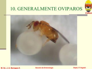 L U C E M A S P I C I O
Depto. P. Vegetal
CURLA
M. Sc. J. A. Banegas Z. Sección de Entomología
10. GENERALMENTE OVIPAROS
 