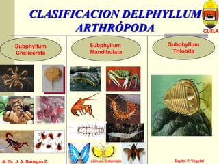 L U C E M A S P I C I O
Depto. P. Vegetal
CURLA
M. Sc. J. A. Banegas Z. Sección de Entomología
CLASIFICACION DELPHYLLUM
ARTHRÓPODA
Subphyllum
Chelicerata
Subphyllum
Mandibulata
Subphyllum
Trilobita
 