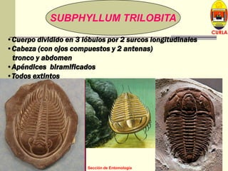 L U C E M A S P I C I O
Depto. P. Vegetal
CURLA
M. Sc. J. A. Banegas Z. Sección de Entomología
SUBPHYLLUM TRILOBITA
•Cuerpo dividido en 3 lóbulos por 2 surcos longitudinales
•Cabeza (con ojos compuestos y 2 antenas)
tronco y abdomen
•Apéndices biramificados
•Todos extintos
 