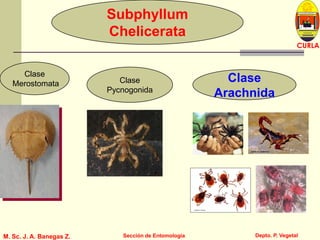 L U C E M A S P I C I O
Depto. P. Vegetal
CURLA
M. Sc. J. A. Banegas Z. Sección de Entomología
Subphyllum
Chelicerata
Clase
Merostomata
Clase
Arachnida
Clase
Pycnogonida
 