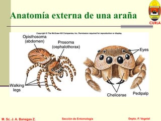 L U C E M A S P I C I O
Depto. P. Vegetal
CURLA
M. Sc. J. A. Banegas Z. Sección de Entomología
Anatomía externa de una araña
 