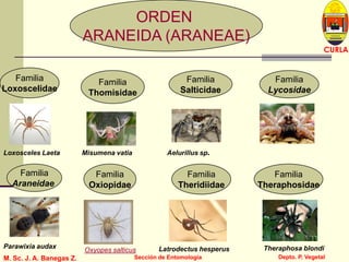 L U C E M A S P I C I O
Depto. P. Vegetal
CURLA
M. Sc. J. A. Banegas Z. Sección de Entomología
ORDEN
ARANEIDA (ARANEAE)
Familia
Loxoscelidae
Familia
Theridiidae
Familia
Thomisidae
Familia
Araneidae
Familia
Oxiopidae
Familia
Salticidae
Familia
Lycosidae
Familia
Theraphosidae
Loxosceles Laeta Misumena vatia Aelurillus sp.
Parawixia audax
Oxyopes salticus Latrodectus hesperus Theraphosa blondi
 