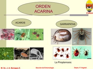 L U C E M A S P I C I O
Depto. P. Vegetal
CURLA
M. Sc. J. A. Banegas Z. Sección de EntomologíaM. Sc. J. A. Banegas Z. Sección de Entomología
ORDEN
ACARINA
ACAROS
GARRAPATAS
La Piroplamosis:
 