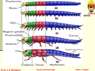 L U C E M A S P I C I O
Depto. P. Vegetal
CURLA
M. Sc. J. A. Banegas Z. Sección de Entomología
 