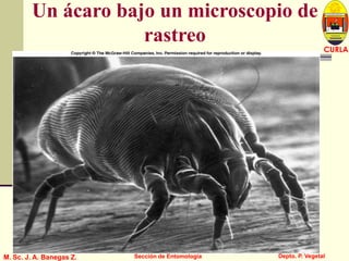 L U C E M A S P I C I O
Depto. P. Vegetal
CURLA
M. Sc. J. A. Banegas Z. Sección de Entomología
Un ácaro bajo un microscopio de
rastreo
 