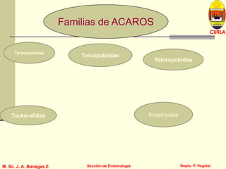L U C E M A S P I C I O
Depto. P. Vegetal
CURLA
M. Sc. J. A. Banegas Z. Sección de EntomologíaM. Sc. J. A. Banegas Z. Sección de Entomología
Familias de ACAROS
Tarsonemidae
Tuckerelidae
Tenuipalpidae
Tetranychidae
Eriophyidae
 