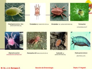 L U C E M A S P I C I O
Depto. P. Vegetal
CURLA
M. Sc. J. A. Banegas Z. Sección de EntomologíaM. Sc. J. A. Banegas Z. Sección de Entomología
Polyphagotarsonemus latus
upload.wikimedia.org
Brevipalpus sp. upload.wikimedia.orgTenuipalpus sp. www.ento.csiro.au Tetranychus
urticae/www.uku.fi
Oligonychus punicae
compuaguacate.org/Plagas.html
Panonychus citri www.viarural.com.ar Tuckerella sp
upload.wikimedia.org
Phyllocoptruta oleivora
pikul.lib.ku.ac.th,
 