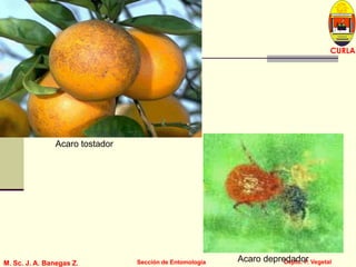 L U C E M A S P I C I O
Depto. P. Vegetal
CURLA
M. Sc. J. A. Banegas Z. Sección de EntomologíaM. Sc. J. A. Banegas Z. Sección de Entomología
Acaro tostador
Acaro depredador
 