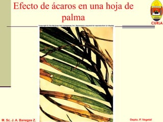 L U C E M A S P I C I O
Depto. P. Vegetal
CURLA
M. Sc. J. A. Banegas Z. Sección de Entomología
Efecto de ácaros en una hoja de
palma
 