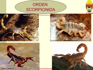 L U C E M A S P I C I O
Depto. P. Vegetal
CURLA
M. Sc. J. A. Banegas Z. Sección de Entomología
ORDEN
SCORPIONIDA
 