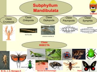 L U C E M A S P I C I O
Depto. P. Vegetal
CURLA
M. Sc. J. A. Banegas Z. Sección de EntomologíaM. Sc. J. A. Banegas Z. Sección de Entomología
Subphyllum
Mandibulata
Clase
Crustacea
Clase
Chilopoda
Clase
Diplopoda
Clase
Pauropoda
Clase
Symphila
Clase
INSECTA
bio.fsu.edu
universe-review.ca
www.tolweb.org/treewww.bumblebee.org
www.bumblebee.org www.tolweb.org
 