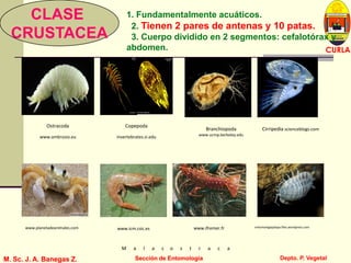 L U C E M A S P I C I O
Depto. P. Vegetal
CURLA
M. Sc. J. A. Banegas Z. Sección de EntomologíaM. Sc. J. A. Banegas Z. Sección de Entomología
Branchiopoda
www.ucmp.berkeley.edu
Copepoda
invertebrates.si.edu
Ostracoda
www.ambrosio.eu
Cirripedia scienceblogs.com
www.icm.csic.eswww.planetadeanimales.com www.ifremer.fr entomologiajalapa.files.wordpress.com
M a l a c o s t r a c a
CLASE
CRUSTACEA
1. Fundamentalmente acuáticos.
2. Tienen 2 pares de antenas y 10 patas.
3. Cuerpo dividido en 2 segmentos: cefalotórax y
abdomen.
 