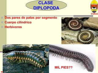 L U C E M A S P I C I O
Depto. P. Vegetal
CURLA
M. Sc. J. A. Banegas Z. Sección de EntomologíaM. Sc. J. A. Banegas Z. Sección de Entomología
CLASE
DIPLOPODA
 Dos pares de patas por segmento
 Cuerpo cilindrico
 Herbivoros
MIL PIES??
 