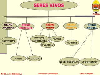L U C E M A S P I C I O
Depto. P. Vegetal
CURLA
M. Sc. J. A. Banegas Z. Sección de Entomología
SERES VIVOS
REINO
PROTISTA
HONGOS
SUPERIORES
REINO
ANIMAL
REINO
MONERA
REINO
FUNGI
ALGAS
LEVADURAS
PROTOZOOS
BACTERIAS
REINO
VEGETAL
MOHOS
INVERTEBRADOS VERTEBRADOS
PLANTAS
 