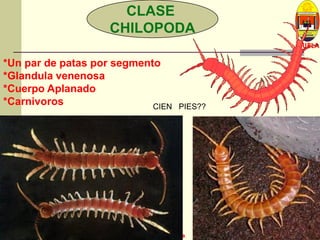 L U C E M A S P I C I O
Depto. P. Vegetal
CURLA
M. Sc. J. A. Banegas Z. Sección de EntomologíaM. Sc. J. A. Banegas Z. Sección de Entomología
CLASE
CHILOPODA
*Un par de patas por segmento
*Glandula venenosa
*Cuerpo Aplanado
*Carnivoros CIEN PIES??
 