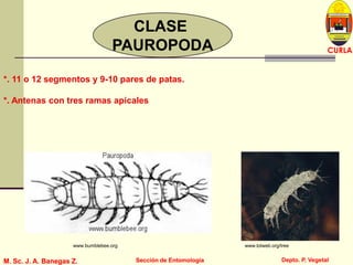 L U C E M A S P I C I O
Depto. P. Vegetal
CURLA
M. Sc. J. A. Banegas Z. Sección de EntomologíaM. Sc. J. A. Banegas Z. Sección de Entomología
CLASE
PAUROPODA
www.tolweb.org/treewww.bumblebee.org
*. 11 o 12 segmentos y 9-10 pares de patas.
*. Antenas con tres ramas apicales
 