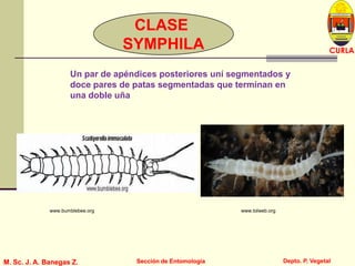 L U C E M A S P I C I O
Depto. P. Vegetal
CURLA
M. Sc. J. A. Banegas Z. Sección de EntomologíaM. Sc. J. A. Banegas Z. Sección de Entomología
CLASE
SYMPHILA
www.bumblebee.org www.tolweb.org
Un par de apéndices posteriores uní segmentados y
doce pares de patas segmentadas que terminan en
una doble uña
 