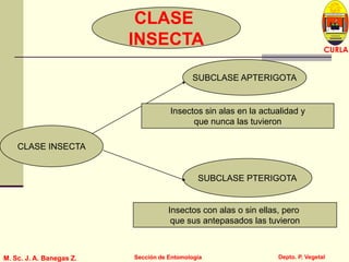 L U C E M A S P I C I O
Depto. P. Vegetal
CURLA
M. Sc. J. A. Banegas Z. Sección de EntomologíaM. Sc. J. A. Banegas Z. Sección de Entomología
CLASE INSECTA
SUBCLASE APTERIGOTA
SUBCLASE PTERIGOTA
Insectos sin alas en la actualidad y
que nunca las tuvieron
Insectos con alas o sin ellas, pero
que sus antepasados las tuvieron
CLASE
INSECTA
 