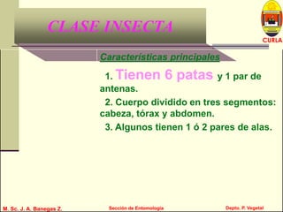 L U C E M A S P I C I O
Depto. P. Vegetal
CURLA
M. Sc. J. A. Banegas Z. Sección de EntomologíaM. Sc. J. A. Banegas Z. Sección de Entomología
CLASE INSECTA
Características principales
1. Tienen 6 patas y 1 par de
antenas.
2. Cuerpo dividido en tres segmentos:
cabeza, tórax y abdomen.
3. Algunos tienen 1 ó 2 pares de alas.
 