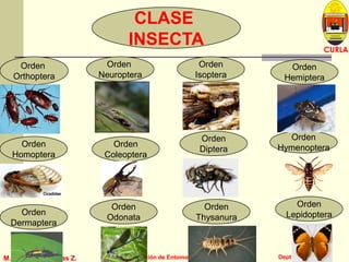 L U C E M A S P I C I O
Depto. P. Vegetal
CURLA
M. Sc. J. A. Banegas Z. Sección de EntomologíaM. Sc. J. A. Banegas Z. Sección de Entomología
CLASE
INSECTA
Orden
Orthoptera
Orden
Homoptera
Orden
Odonata
Orden
Coleoptera
Orden
Dermaptera
Orden
Neuroptera
Orden
Diptera
Orden
Thysanura
Orden
Lepidoptera
Orden
Hymenoptera
Orden
Isoptera
Orden
Hemiptera
 