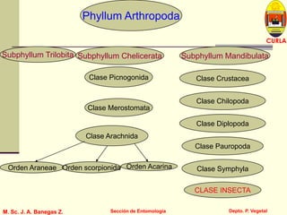 L U C E M A S P I C I O
Depto. P. Vegetal
CURLA
M. Sc. J. A. Banegas Z. Sección de EntomologíaM. Sc. J. A. Banegas Z. Sección de Entomología
Phyllum Arthropoda
Subphyllum Trilobita Subphyllum Chelicerata Subphyllum Mandibulata
Clase Merostomata
Clase Picnogonida
Clase Arachnida
Clase Crustacea
Clase Chilopoda
Clase Diplopoda
Clase Pauropoda
Clase Symphyla
CLASE INSECTA
Orden Araneae Orden scorpionida Orden Acarina
 