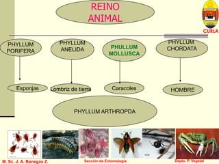 L U C E M A S P I C I O
Depto. P. Vegetal
CURLA
M. Sc. J. A. Banegas Z. Sección de Entomología
REINO
ANIMAL
PHYLLUM
PORIFERA
PHYLLUM ARTHROPDA
PHYLLUM
ANELIDA PHULLUM
MOLLUSCA
PHYLLUM
CHORDATA
Esponjas Lombriz de tierra Caracoles HOMBRE
 