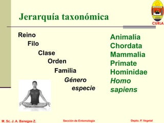 L U C E M A S P I C I O
Depto. P. Vegetal
CURLA
M. Sc. J. A. Banegas Z. Sección de Entomología
Jerarquía taxonómica
Animalia
Chordata
Mammalia
Primate
Hominidae
Homo
sapiens
Reino
Orden
Clase
Filo
Género
especie
Familia
 