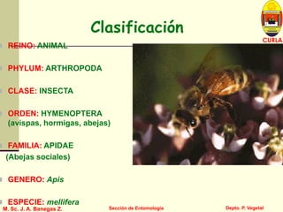 L U C E M A S P I C I O
Depto. P. Vegetal
CURLA
M. Sc. J. A. Banegas Z. Sección de Entomología
Clasificación
 REINO: ANIMAL
 PHYLUM: ARTHROPODA
 CLASE: INSECTA
 ORDEN: HYMENOPTERA
(avispas, hormigas, abejas)
 FAMILIA: APIDAE
(Abejas sociales)
 GENERO: Apis
 ESPECIE: mellifera
 