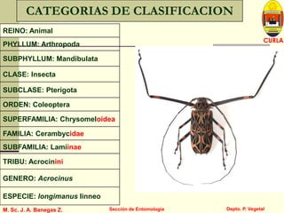 L U C E M A S P I C I O
Depto. P. Vegetal
CURLA
M. Sc. J. A. Banegas Z. Sección de Entomología
CATEGORIAS DE CLASIFICACION
REINO: Animal
SUBPHYLLUM: Mandibulata
SUPERFAMILIA: Chrysomeloidea
PHYLLUM: Arthropoda
SUBCLASE: Pterigota
CLASE: Insecta
ORDEN: Coleoptera
SUBFAMILIA: Lamiinae
ESPECIE: longimanus linneo
FAMILIA: Cerambycidae
GENERO: Acrocinus
TRIBU: Acrocinini
 