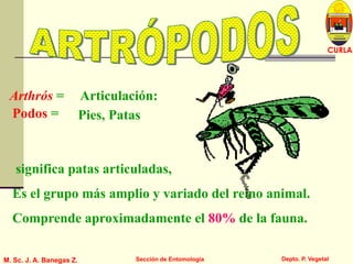 L U C E M A S P I C I O
Depto. P. Vegetal
CURLA
M. Sc. J. A. Banegas Z. Sección de Entomología
significa patas articuladas,
Es el grupo más amplio y variado del reino animal.
Comprende aproximadamente el 80% de la fauna.
Arthrós = Articulación:
Podos = Pies, Patas
 