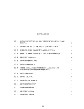 10
ILUSTRACIONES
FIG. 1 CAMBIO HIPOTÉTICO DEL GRUPO PRIMITIVO HASTA LA CLASE
INSECTA 23
FIG. 2 CONFIGURACIÓN DEL EXOESQUELETO DE UN INSECTO 44
FIG. 3 ESTRUCTURA DE UNA CUTÍCULA DE INSECTO (A) 45
FIG. 3 ESTRUCTURA DE UNA CUTÍCULA VIEJA O EPIDERMIS (B) 46
FIG. 4 CLASE ONYCHOFORA 56
FIG. 5 CLASE PENTASTOMIDA 56
FIG. 6 CLASE TARDIGRADA 57
FIG. 7 ARBOL GENEALÓGICO SUPUESTO DE LAS CLASES MAS
IMPORTANTE DEL PHYLLUM ARTROPODO. 58
FIG. 8 CLASE TRILOBITA 59
FIG. 9 CLASE ARÁCNIDA 60
FIG. 10 CLASE MEROSTOMATA 61
FIG. 11 CLASE PYCNOGONIDA 61
FIG. 12 CLASE CRUSTACEA 63
FIG. 13 CLASE DIPLOPODA 64
FIG. 14 CLASE QUILOPODA 65
 
