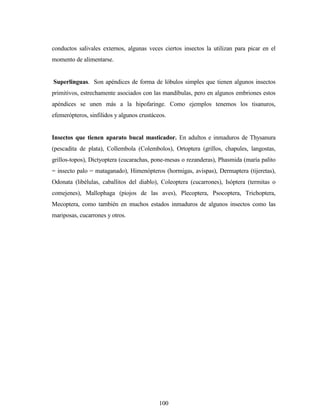 100
conductos salivales externos, algunas veces ciertos insectos la utilizan para picar en el
momento de alimentarse.
Superlinguas. Son apéndices de forma de lóbulos simples que tienen algunos insectos
primitivos, estrechamente asociados con las mandíbulas, pero en algunos embriones estos
apéndices se unen más a la hipofaringe. Como ejemplos tenemos los tisanuros,
efemerópteros, sinfilidos y algunos crustáceos.
Insectos que tienen aparato bucal masticador. En adultos e inmaduros de Thysanura
(pescadita de plata), Collembola (Colembolos), Ortoptera (grillos, chapules, langostas,
grillos-topos), Dictyoptera (cucarachas, pone-mesas o rezanderas), Phasmida (maría palito
= insecto palo = mataganado), Himenópteros (hormigas, avispas), Dermaptera (tijeretas),
Odonata (libélulas, caballitos del diablo), Coleoptera (cucarrones), Isóptera (termitas o
comejenes), Mallophaga (piojos de las aves), Plecoptera, Psocoptera, Trichoptera,
Mecoptera, como también en muchos estados inmaduros de algunos insectos como las
mariposas, cucarrones y otros.
 