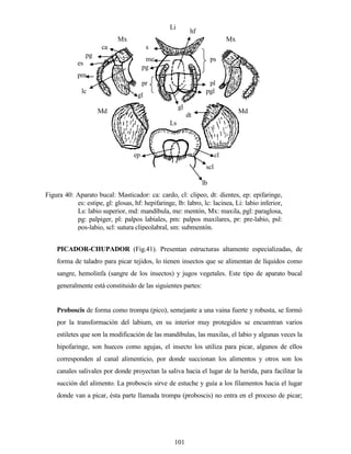 101
PICADOR-CHUPADOR (Fig.41). Presentan estructuras altamente especializadas, de
forma de taladro para picar tejidos, lo tienen insectos que se alimentan de líquidos como
sangre, hemolinfa (sangre de los insectos) y jugos vegetales. Este tipo de aparato bucal
generalmente está constituido de las siguientes partes:
Proboscis de forma como trompa (pico), semejante a una vaina fuerte y robusta, se formó
por la transformación del labium, en su interior muy protegidos se encuentran varios
estiletes que son la modificación de las mandíbulas, las maxilas, el labio y algunas veces la
hipofaringe, son huecos como agujas, el insecto los utiliza para picar, algunos de ellos
corresponden al canal alimenticio, por donde succionan los alimentos y otros son los
canales salivales por donde proyectan la saliva hacia el lugar de la herida, para facilitar la
succión del alimento. La proboscis sirve de estuche y guía a los filamentos hacia el lugar
donde van a picar, ésta parte llamada trompa (proboscis) no entra en el proceso de picar;
Figura 40: Aparato bucal: Masticador: ca: cardo, cl: clipeo, dt: dientes, ep: epifaringe,
es: estipe, gl: glosas, hf: hepifaringe, lb: labro, lc: lacinea, Li: labio inferior,
Ls: labio superior, md: mandíbula, me: mentón, Mx: maxila, pgl: paraglosa,
pg: palpiger, pl: palpos labiales, pm: palpos maxilares, pr: pre-labio, psl:
pos-labio, scl: sutura clipeolabral, sm: submentón.
Mx Mx
Li
Ls
Md Md
hf
ps
l
pl
pgl
gl
pr
pg
me
s
m
ca
pg
pm
lc
gl
cl
scl
lb
ep
dt
es
 