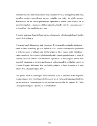103
formando una placa transversal estrecha muy pequeña a través de la margen baja de la cara,
los palpos maxilares, generalmente son muy reducidos o no están y los labiales son muy
desarrollados, son los únicos apéndices que representan el labium (labio inferior), en su
mayoría son peludos o escamosos, de tres segmentos, situados entre los ojos compuestos y
la frente (front), las mandíbulas no existen.
El insecto que tiene el aparato bucal subtipo sifonamiento, solo chupan (sifonan) líquidos
a través de la proboscis.
El aparato bucal sifonamiento está compuesto de innumerables músculos diminutos y
cortos en forma de anillos y que se extienden de lado a lado de cada tubo de los que forman
la proboscis, estos se utilizan para enrollar el par de tubos cuando están extendidos o
enderezados hacia fuera, tomando el alimento líquido expuesto, principalmente el néctar de
las flores, la acción contraria o sea desenrollar la proboscis, se produce por la presión de la
hemolinfa introducida en los tubos que forman la proboscis desde la cavidad del cuerpo, en
el estado de reposo del insecto, tiene enrollada la proboscis en forma de espiral en la parte
inferior de la cabeza (Snodgrass 1935),
Este aparato bucal no daña la piel de los animales, ni en la epidermis de los vegetales,
excepto en casos raros como la especie Gonodonta sp. de Norte América que perfora frutos
con su proboscis. Como ejemplo de este subtipo tenemos todas las especies del Orden
Lepidoptera (mariposas y polillas) en su estado adulto.
 