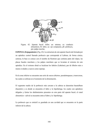 104
ESPONJA (Enjugamiento) (Fig. 43). La estructura de este aparato bucal está formada por
un apéndice central llamado proboscis que corresponde al Labium, de forma cónica,
carnosa, la base se conoce con el nombre de Rostrum que contiene parte del clipeo, las
placas basales maxilares y los palpos maxilares que se levantan al extremo de este
apéndice. En el extremo distal se localizan los labelos (Labelum), par de lóbulos más o
menos ovalados y suaves como esponja.
En la zona inferior se encuentra una serie de surcos abiertos, pseudotraqueas y transversas,
las cuales se utilizan en el momento de la alimentación.
El segmento medio de la proboscis más cercano a la cabeza se denomina haustelhum
(haustelo) y es donde se encuentra el labro y la hipofaringe, los cuales son apéndices
delgados y forma los abultamientos presentes en esta parte del aparato bucal, el canal
alimenticio - salival se encuentra entre el labro y la hipofaringe.
La proboscis que es retráctil es guardada en una cavidad que se encuentra en la parte
inferior de la cabeza.
oc
an
lb
p
m
pb
ca
Figura. 42: Aparato bucal: Sifón: an: antenas, ca: conducto
alimenticio, lb: labio, oc: ojo compuesto, pb: proboscis,
pm: palpo maxilar,
 