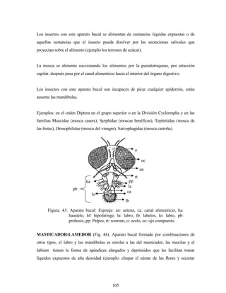 105
Los insectos con este aparato bucal se alimentan de sustancias líquidas expuestas o de
aquellas sustancias que el insecto pueda disolver por las secreciones salivales que
proyectan sobre el alimento (ejemplo los terrones de azúcar).
La mosca se alimenta succionando los alimentos por la pseudotraqueas, por atracción
capilar, después pasa por el canal alimenticio hacia el interior del órgano digestivo.
Los insectos con este aparato bucal son incapaces de picar cualquier epidermis, están
ausente las mandíbulas.
Ejemplos: en el orden Diptera en el grupo superior o en la División Cyclorrapha y en las
familias Muscidae (mosca casera), Syrphidae (moscas benéficas), Tephritidae (mosca de
las frutas), Drosophilidae (mosca del vinagre), Sarcophagidae (mosca carroña).
MASTICADOR-LAMEDOR (Fig. 44). Aparato bucal formado por combinaciones de
otros tipos, el labro y las mandíbulas es similar a las del masticador, las maxilas y el
labium tienen la forma de apéndices alargados y deprimidos que les facilitan tomar
líquidos expuestos de alta densidad (ejemplo: chupar el néctar de las flores y secretar
o
oc
an
rt
pp
la
h
f
ca
lb
ha
lo
pb
Figura. 43: Aparato bucal: Esponja: an: antena, ca: canal alimenticio, ha:
haustelo, hf: hipofaringe, la: labro, lb: labelos, lo: labio, pb:
probosis, pp: Palpos, rt: rostrum, o: ocelo, oc: ojo compuesto.
 