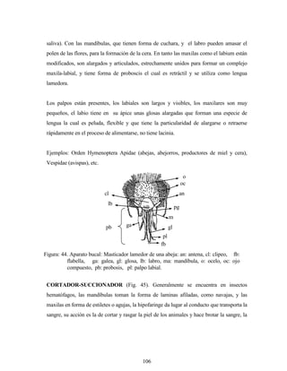 106
saliva). Con las mandíbulas, que tienen forma de cuchara, y el labro pueden amasar el
polen de las flores, para la formación de la cera. En tanto las maxilas como el labium están
modificados, son alargados y articulados, estrechamente unidos para formar un complejo
maxila-labial, y tiene forma de proboscis el cual es retráctil y se utiliza como lengua
lamedora.
Los palpos están presentes, los labiales son largos y visibles, los maxilares son muy
pequeños, el labio tiene en su ápice unas glosas alargadas que forman una especie de
lengua la cual es peluda, flexible y que tiene la particularidad de alargarse o retraerse
rápidamente en el proceso de alimentarse, no tiene lacinia.
Ejemplos: Orden Hymenoptera Apidae (abejas, abejorros, productores de miel y cera),
Vespidae (avispas), etc.
CORTADOR-SUCCIONADOR (Fig. 45). Generalmente se encuentra en insectos
hematófagos, las mandíbulas toman la forma de laminas afiladas, como navajas, y las
maxilas en forma de estiletes o agujas, la hipofaringe da lugar al conducto que transporta la
sangre, su acción es la de cortar y rasgar la piel de los animales y hace brotar la sangre, la
o
oc
ancl
m
a
lb
pg
ga
pl
gl
fb
pb
Figura: 44. Aparato bucal: Masticador lamedor de una abeja: an: antena, cl: clipeo, fb:
flabella, ga: galea, gl: glosa, lb: labro, ma: mandíbula, o: ocelo, oc: ojo
compuesto, pb: probosis, pl: palpo labial.
 