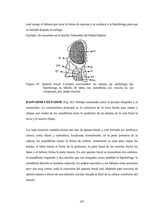 107
cual recoge el labium que tiene la forma de esponja y se conduce a la hipofaringe para que
se traslade después al esófago.
Ejemplo. Se encuentra en la familia Tabanidae del Orden Diptera.
RASPADOR-CHUPADOR (Fig. 46). Subtipo intermedio entre el picador-chupador y el
masticador. La característica principal es la estructura de la boca hecha para raspar y
chupar, por medio de las mandíbulas hiere la epidermis de las plantas de la cual brota la
savia y el insecto chupa.
Los trips (insectos candela) tienen este tipo de aparato bucal, y está formado así: proboscis
cónica, corta, fuerte y asimétrica, localizada ventralmente, en la parte posterior de la
cabeza; las mandíbulas tienen la forma de estilete, usualmente la usan para raspar los
tejidos, el labro forma el frente de la proboscis, la parte basal de las maxilas forma los
lados y el labium forma la parte trasera. En este aparato bucal se encuentran tres estiletes,
el mandibular izquierdo y dos maxilas que son alargadas como también la hipofaringe, la
mandíbula derecha es bastante reducida, los palpos maxilares y los labiales están presentes
pero son muy cortos, toda la estructura del aparato bucal está adaptada para moverse de
adentro-afuera a través de una abertura circular situada al final de la cabeza coniforme del
insecto.
Figura 45: Aparato bucal: Cortador succionador: an: antena, ep: epifaringe, hp:
hipofaringe, la: labello, lb: labio, ma: mandíbula, mx: maxila, oc: ojo
compuesto, pm: palpo maxilar
oc
lb
la
mx
hn
an
pm
ep
ma
 