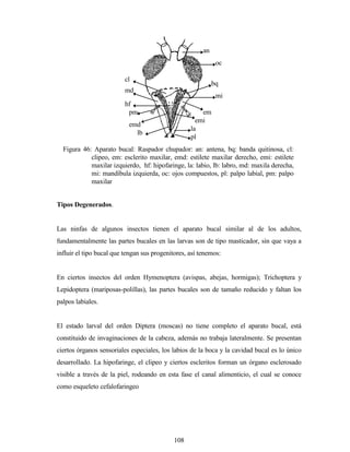108
Tipos Degenerados.
Las ninfas de algunos insectos tienen el aparato bucal similar al de los adultos,
fundamentalmente las partes bucales en las larvas son de tipo masticador, sin que vaya a
influir el tipo bucal que tengan sus progenitores, así tenemos:
En ciertos insectos del orden Hymenoptera (avispas, abejas, hormigas); Trichoptera y
Lepidoptera (mariposas-polillas), las partes bucales son de tamaño reducido y faltan los
palpos labiales.
El estado larval del orden Diptera (moscas) no tiene completo el aparato bucal, está
constituido de invaginaciones de la cabeza, además no trabaja lateralmente. Se presentan
ciertos órganos sensoriales especiales, los labios de la boca y la cavidad bucal es lo único
desarrollado. La hipofaringe, el clipeo y ciertos escleritos forman un órgano esclerosado
visible a través de la piel, rodeando en esta fase el canal alimenticio, el cual se conoce
como esqueleto cefalofaringeo
Figura 46: Aparato bucal: Raspador chupador: an: antena, bq: banda quitinosa, cl:
clipeo, em: esclerito maxilar, emd: estilete maxilar derecho, emi: estilete
maxilar izquierdo, hf: hipofaringe, la: labio, lb: labro, md: maxila derecha,
mi: mandíbula izquierda, oc: ojos compuestos, pl: palpo labial, pm: palpo
maxilar
an
oc
bq
mi
em
emi
cl
emd
hf
la
lb
md
pl
pm
 