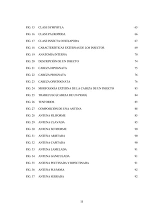 11
FIG. 15 CLASE SYMPHYLA 65
FIG. 16 CLASE PAUROPODA 66
FIG. 17 CLASE INSECTA O HEXAPODA 67
FIG. 18 CARACTERÍSTICAS EXTERNAS DE LOS INSECTOS 69
FIG. 19 ANATOMIA INTERNA 70
FIG. 20 DESCRIPCIÓN DE UN INSECTO 74
FIG. 21 CABEZA HIPOGNATA 75
FIG. 22 CABEZA PROGNATA 76
FIG. 23 CABEZA OPISTOGNATA 76
FIG. 24 MORFOLOGÍA EXTERNA DE LA CABEZA DE UN INSECTO 83
FIG. 25 TRABECULO (CABEZA DE UN PIOJO) 84
FIG. 26 TENTORIOS 85
FIG. 27 COMPOSICIÓN DE UNA ANTENA 88
FIG. 28 ANTENA FILIFORME 85
FIG. 29 ANTENA CLAVADA 85
FIG. 30 ANTENA SETIFORME 90
FIG. 31 ANTENA ARISTADA 90
FIG. 32 ANTENA CAPITADA 90
FIG. 33 ANTENA LAMELADA 91
FIG. 34 ANTENA GANICULADA 91
FIG. 35 ANTENA PECTINADA Y BIPECTINADA 91
FIG. 36 ANTENA PLUMOSA 92
FIG. 37 ANTENA SERRADA 92
 