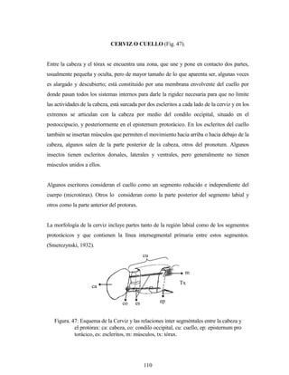 110
CERVIZ O CUELLO (Fig. 47).
Entre la cabeza y el tórax se encuentra una zona, que une y pone en contacto dos partes,
usualmente pequeña y oculta, pero de mayor tamaño de lo que aparenta ser, algunas veces
es alargado y descubierto; está constituido por una membrana envolvente del cuello por
donde pasan todos los sistemas internos para darle la rigidez necesaria para que no limite
las actividades de la cabeza, está surcada por dos escleritos a cada lado de la cerviz y en los
extremos se articulan con la cabeza por medio del condilo occipital, situado en el
postoccipucio, y posteriormente en el episternum protorácico. En los escleritos del cuello
también se insertan músculos que permiten el movimiento hacia arriba o hacia debajo de la
cabeza, algunos salen de la parte posterior de la cabeza, otros del pronotum. Algunos
insectos tienen escleritos dorsales, laterales y ventrales, pero generalmente no tienen
músculos unidos a ellos.
Algunos escritores consideran el cuello como un segmento reducido e independiente del
cuerpo (microtórax). Otros lo consideran como la parte posterior del segmento labial y
otros como la parte anterior del protorax.
La morfología de la cerviz incluye partes tanto de la región labial como de los segmentos
protorácicos y que contienen la línea intersegmental primaria entre estos segmentos.
(Smerezynski, 1932).
ca
co es ep
m
cu
t
x
Figura. 47: Esquema de la Cerviz y las relaciones ínter segméntales entre la cabeza y
el protórax: ca: cabeza, co: condilo occipital, cu: cuello, ep: episternum pro
torácico, es: escleritos, m: músculos, tx: tórax.
Tx
 