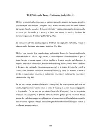 111
TORAX (Segundo Tagma = Metámero o Somito) (Fig. 48).
El tórax se originó del quinto, sexto y séptimo segmentos anulares del gusano primitivo
que dio origen a los insectos (Snodgrass 1935). Como está muy cerca del centro de masa
del cuerpo, lleva los apéndices de locomoción (alas y patas), concentra el sistema muscular
necesario para la marcha y el vuelo (La forma más simple de un tórax la tienen los
thysanuros: pescadita de plata o “polilla”) (Fig. 48a).
La formación del tórax aclara porque se divide en tres segmentos verticales, porque es
trisegmentado: Protórax, Mesotórax y Metáforas (Fig. 48b).
El tórax que también tiene tres divisiones horizontales: la superior, bastante quitinizada,
toma el nombre de Dorso = Tergo o Noto, la última expresión solamente se utiliza para el
tórax; las dos primeras pueden referirse también a la parte superior del abdomen; la
segunda división se llama Pleura, bastante membranosa y elástica, donde puede verse uno
o dos pares de espiráculos (aberturas para respirar), y la tercera división, la ventral se
conoce como Esternón, también es bastante quitinoso (Fig. 48c). Por lo tanto, el tórax se
divide en nueve áreas: pro, meso y metatergito; pro, meso y metapleurita; pro, meso y
metaesternito (Fig. 48d).
En los insectos que no desarrollaron alas (Apterigotos), los tres segmentos torácicos son
iguales, la parte dorsal y ventral tienen la forma de placas y en la parte media son pequeñas
o degeneradas. En los insectos que desarrollaron alas (Pterigotos), los tres segmentos
torácicos son desiguales; el primero tiene las mismas partes que la condición básica,
aunque los escleritos pueden recombinarse de tal manera que se dificulta la interpretación.
Las divisiones segunda y tercera han sufrido gran transformación morfológica; toman el
nombre de segmentos alares.
 