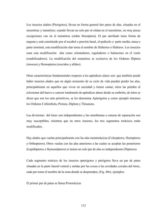 112
Los insectos alados (Pterigotos), llevan en forma general dos pares de alas, situadas en el
mesotórax y metatórax; cuando llevan un solo par sé sitúan en el mesotórax, en muy pocas
excepciones van en el metatórax (orden Stresiptera). El par atrofiado tiene forma de
raqueta y está constituido por el escabel o porción basal, el pedicelo o parte media, masa o
parte terminal, esta modificación alar toma el nombre de Halterios o Halteros. Los insectos
usan esta modificación alar como orientadores, reguladores o balancines en el vuelo
(estabilizadores). La modificación del metatórax es exclusiva de los Ordenes Diptera
(moscas) y Homopteras (coccidos y afidos).
Otras características fundamentales respecto a los apéndices alares son: que también puede
haber insectos alados que en algún momento de su ciclo de vida pueden perder las alas,
principalmente en aquellos que viven en sociedad y tienen castas; otros las pierden al
eclosionar del huevo o carecer totalmente de apéndices alares desde su embrión, de éstos se
dicen que son los más primitivos, se les denomina Apterigotos y como ejemplo tenemos
los Ordenes Collembola, Protura, Diplura y Thisanura.
Las divisiones del tórax son independientes y las membranas o suturas de separación son
muy susceptibles, mientras que en otros insectos, los tres segmentos torácicos están
modificados.
Hay alados que vuelan principalmente con las alas metatorácicas (Coleopteros, Hemipteros
y Orthopteros). Otros vuelan con las alas anteriores a las cuales se acoplan las posteriores
(Lepidópteros e Hymenópteros) si tienen un solo par de alas es independiente (Dipteros).
Cada segmento torácico de los insectos apterigotos y pterigotos lleva un par de patas
situadas en la parte lateral-ventral y unidas por las coxas a las cavidades coxales del tórax,
cada par toma el nombre de la zona donde se desprenden, (Fig. 48e). ejemplos:
El primer par de patas se llama Protorácicas
 