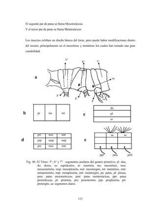 113
El segundo par de patas se llama Mesotorácicas
Y el tercer par de patas se llama Metatorácicas
Los insectos exhiben un diseño básico del tórax, pero puede haber modificaciones dentro
del mismo, principalmente en el mesotórax y metatórax los cuales han tomado una gran
variabilidad.
Fig. 48: El Tórax: 5°, 6° y 7° : segmentos anulares del genero primitivo, al: alas,
do: dorso, es: espiráculos, et: esternón, ms: mesotórax, mse:
mesoesternito, msp: mesopleurita, mst: mesotergito, mt: metatórax, mte:
metaesternito, mtp: metapleurita, mtt: metatergito, pa: patas, pl: pleura,
pms: patas mesotoráxicas, pmt: patas metatorácicas, ppt: patas
protoráxicas, pr: protórax, pre: proesternito, prp: propleurita, prt:
protergito, sa: segmentos alares.
d
prt
prp
pre
mst
msp
mse
mtt
mtp
mte
5°
6° 7°
p
p
p
esa
pr ms mtb
do
pl
et
c
sa sa
ppt pms pmt
e
 