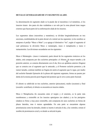 114
DETALLE GENERALIZADO DE UN SEGMENTO ALADO.
La denominación de segmento alado se le puede dar al mesotórax ó al metatórax, si los
insectos tienen dos pares de alas verdaderas o un solo par la zona pleural tiene rasgos
externos que hacen parte de la conformación alada de los insectos.
Los segmentos alares (mesotórax y metatórax), se dividen longitudinalmente en tres
secciones, nombrándolas de la parte dorsal a la ventral son las siguientes: (a los nombres se
antepone el prefijo “Meso o Meta” y se agrega el diminutivo “ito”, según el segmento al
cual pertenezca la división) Meso o metatergito, meso ó metapleurita y meso ó
metaesternito. Las divisiones secundarias son las siguientes:
Meso ó Metatergito.- (meso ó metanoto), parte dorsal de los segmentos torácicos en los
alados, está compuesta por dos escleritos principales: el Alinoto, de mayor tamaño y de
posición anterior, se conecta directamente con el ala, lleva un apodema anterior (fragma)
que se conecta con el segmento que lo antecede; y el Postnoto esclerito posterior y de
menor tamaño, contiene también un fragma de unión al segmento que le sigue, por medio
del esclerito llamado Epimerón de la pleura del siguiente segmento, forma un puente por
detrás de la misma porción post-fragmal del postnoto que le sirve como parte fusional.
El alinoto se subdivide en tres escleritos, anterior (prescutum), medio (escutum) y final
(escutelo: scutellum); el alinoto se encuentra en insectos alados.
Meso ó Metapleurita.-.Se encuentra entre el tergito y el esternito, es la parte más
membranosa y extensible en los insectos apterigotos (no alados) y en los pterigotos
(alados) es firme y muy poco extensible, está compuesta de unos escleritos en forma de
placas laterales, mas ó menos agrandadas. En esta parte se encuentran algunas
prominencias como las dorsales, donde se inserta ó articula el ala, y las ventrales, toman el
nombre de prominencia coxal y es donde se articula la pata.
al
 