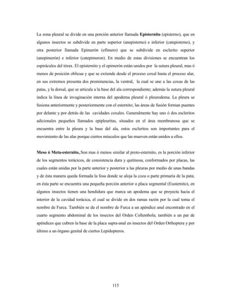 115
La zona pleural se divide en una porción anterior llamada Episternito (episterno), que en
algunos insectos se subdivide en parte superior (anepisterno) e inferior (catepisterno), y
otra posterior llamada Epimerón (efímero) que se subdivide en esclerito superior
(anepimerón) e inferior (catepimeron). En medio de estas divisiones se encuentran los
espiráculos del tórax. El episternito y el epimerón están unidos por la sutura pleural, mas ó
menos de posición oblicua y que se extiende desde el proceso coxal hasta el proceso alar,
en sus extremos presenta dos prominencias, la ventral, la cual se une a las coxas de las
patas, y la dorsal, que se articula a la base del ala correspondiente; además la sutura pleural
indica la línea de invaginación interna del apodema pleural ó pleurodema. La pleura se
fusiona anteriormente y posteriormente con el esternito; las áreas de fusión forman puentes
por delante y por detrás de las cavidades coxales. Generalmente hay uno ó dos escleritos
adicionales pequeños llamados epipleuritas, situados en el área membranosa que se
encuentra entre la pleura y la base del ala, estos escleritos son importantes para el
movimiento de las alas porque ciertos músculos que las mueven están unidos a ellos.
Meso ó Meta-esternito,.Son mas ó menos similar al proto-esternito, es la porción inferior
de los segmentos torácicos, de consistencia dura y quitinosa, conformados por placas, las
cuales están unidas por la parte anterior y posterior a las pleuras por medio de unas bandas
y de ésta manera queda formada la fosa donde se aloja la coza o parte primaria de la pata;
en ésta parte se encuentra una pequeña porción anterior o placa segmental (Eusternito), en
algunos insectos tienen una hendidura que marca un apodema que se proyecta hacia el
interior de la cavidad torácica, el cual se divide en dos ramas razón por la cual toma el
nombre de Furca. También se da el nombre de Furca a un apéndice anal encontrado en el
cuarto segmento abdominal de los insectos del Orden Collembola; también a un par de
apéndices que cubren la base de la placa supra-anal en insectos del Orden Orthoptera y por
último a un órgano genital de ciertos Lepidopteros.
 